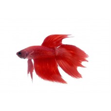 80068 - PEIXE BETTA